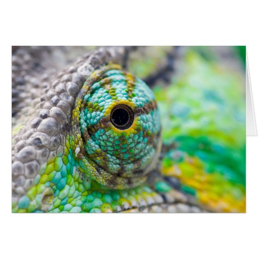 Chameleon eye cards (Front Horizontal)