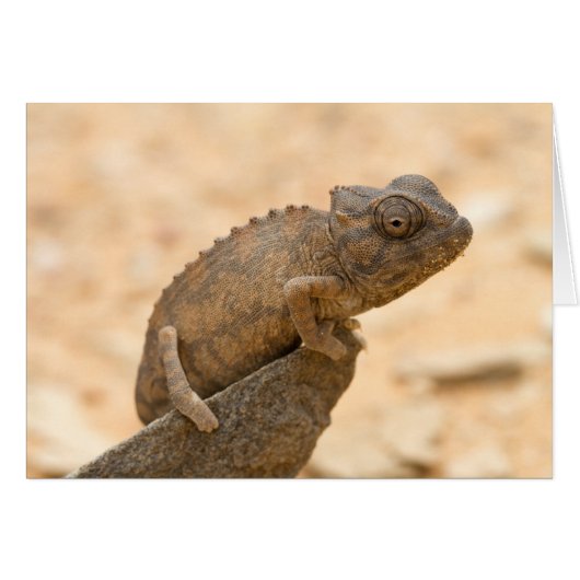 Chameleon in Namibia (Front Horizontal)