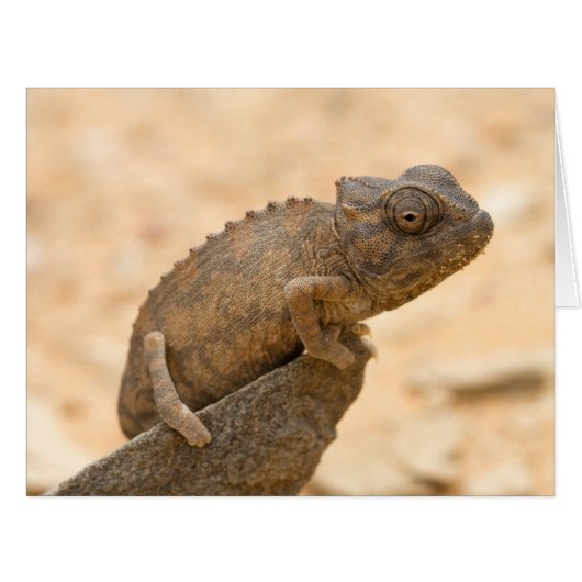 Chameleon in Namibia Cards (Front Horizontal)
