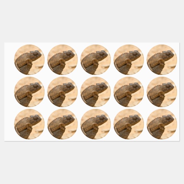 Chameleon in Namibia Labels (Sheet)