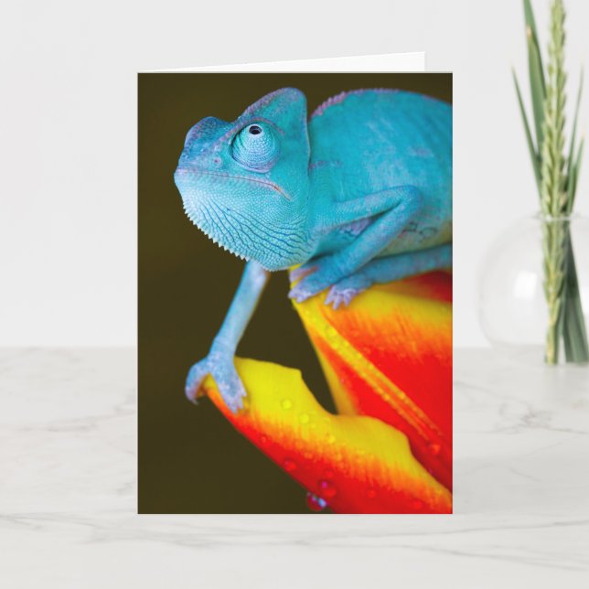 Chameleon on a Red & Yellow Tulip Card (Front)