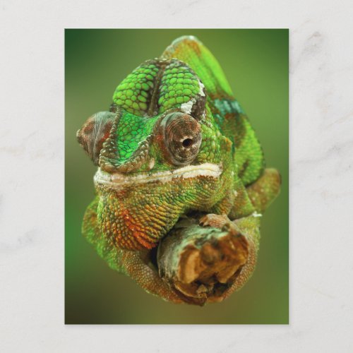 Chameleon Photo Postcard