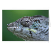 chameleon portrait (Front Horizontal)