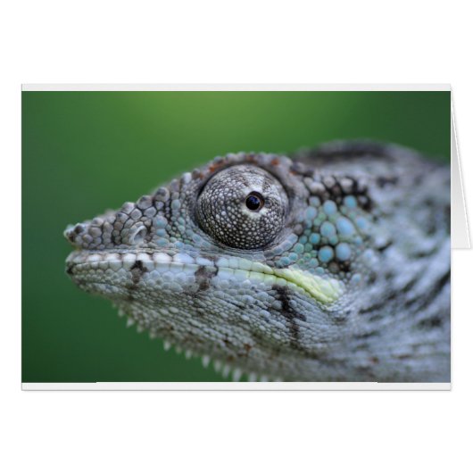 chameleon portrait cards (Front Horizontal)