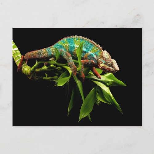 Chameleon Postcard