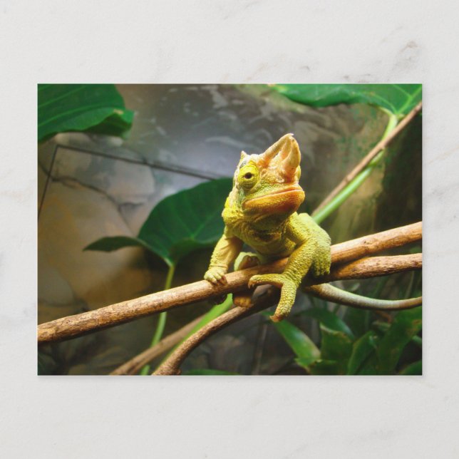 Chameleon Postcard (Front)