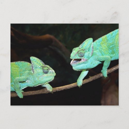 Chameleon Postcard