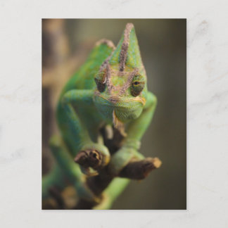 Chameleon Postcard