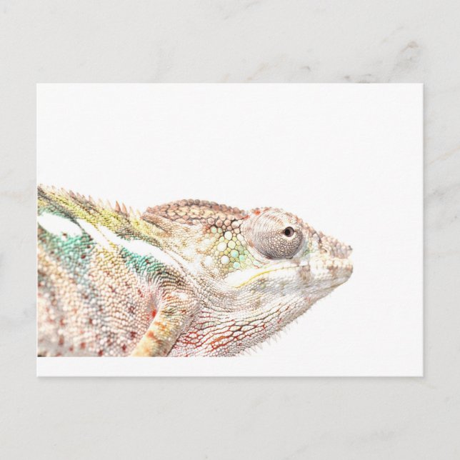 chameleon postcard (Front)