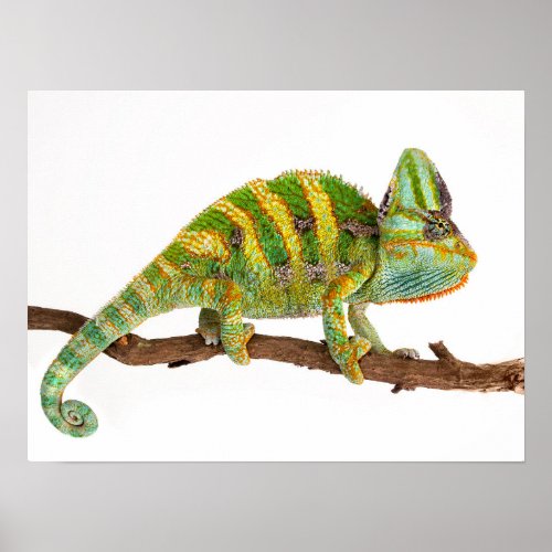 Chameleon Poster