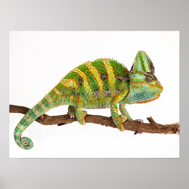 Chameleon Poster (Front)