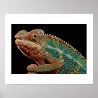 Chameleons Posters | Zazzle