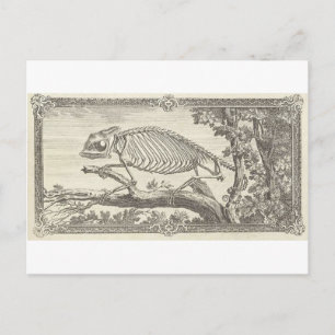 Chameleon Skeleton Illustration Postcard