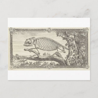 Chameleon Skeleton Illustration Postcard