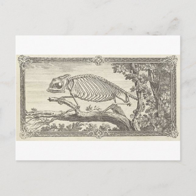 Chameleon Skeleton Illustration Postcard (Front)
