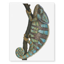 Chameleon