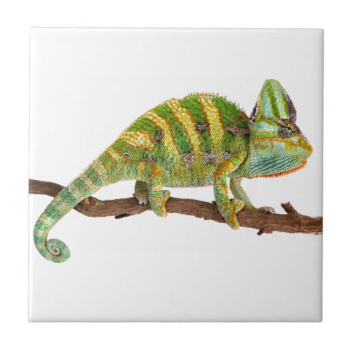 Chameleon Tile