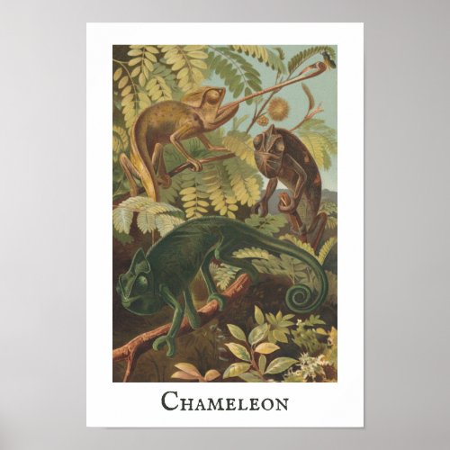 Chameleon Vintage Print Poster