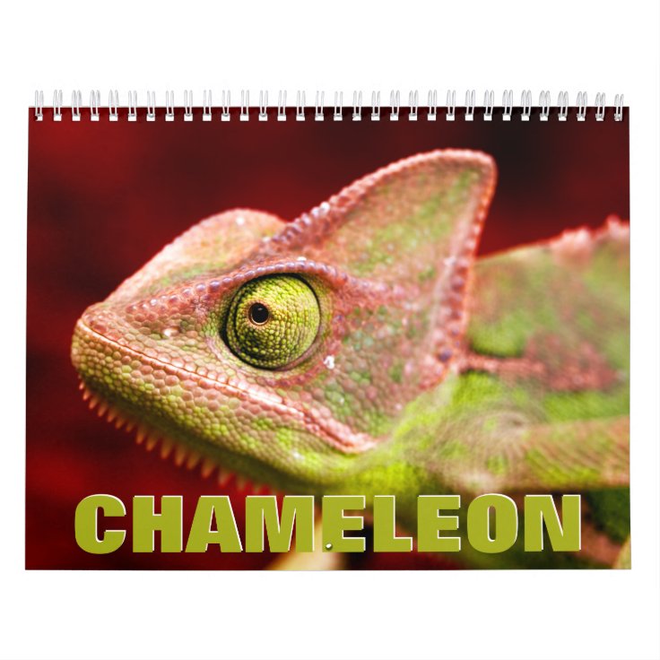 Chameleon Wall Calendar Zazzle