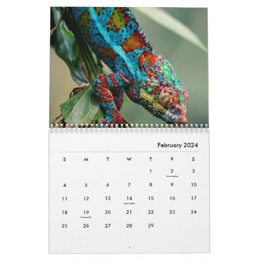 Chameleon Wall Calendar Zazzle