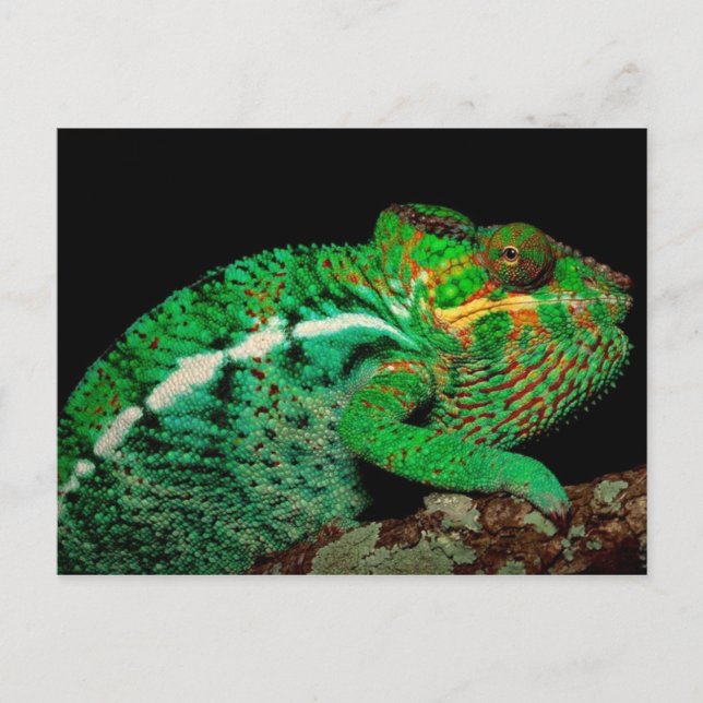 Chameleons Postcard (Front)