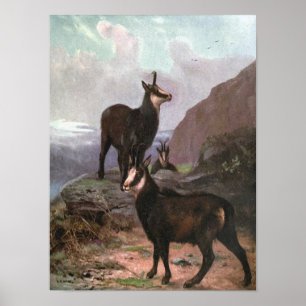 Chamois by CE Swan, Goats in the Mountains Poster