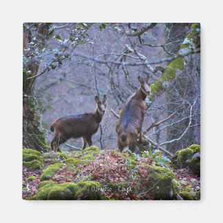 Chamois mom and calf magnet