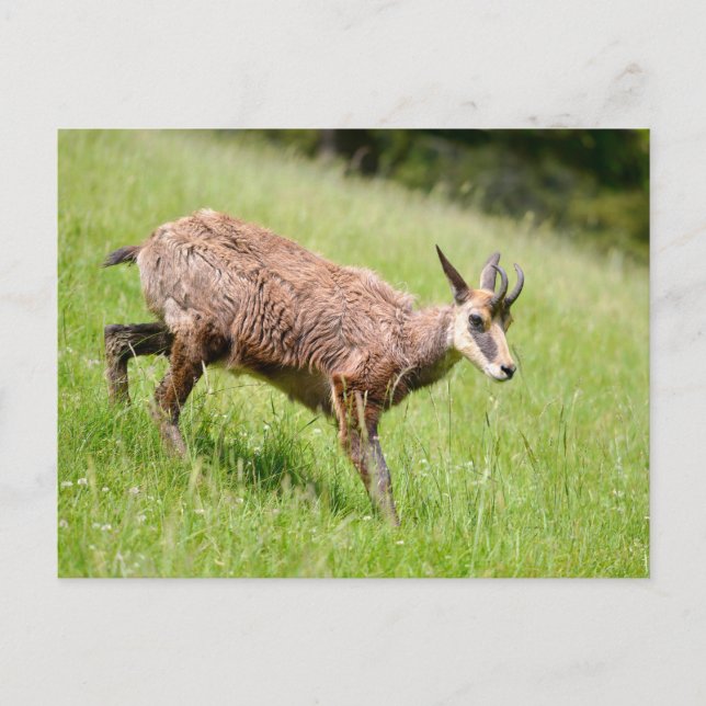 Chamois walking on grass postcard (Front)