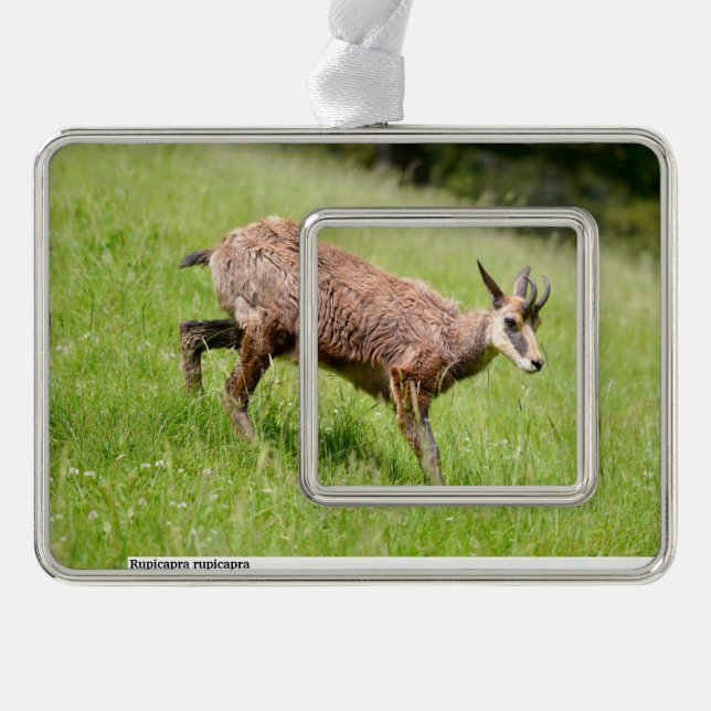 Chamois walking on grass postcard christmas ornament (Front)