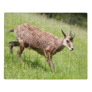 Chamois walking on grass postcard T-Shirt Coffee M Jigsaw Puzzle