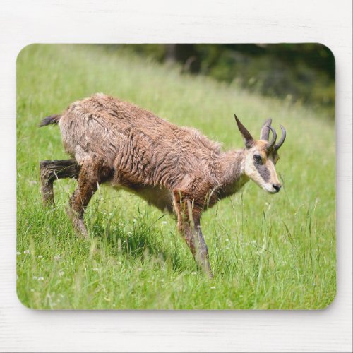 Chamois walking on grass postcard T_Shirt Coffee M Mouse Pad