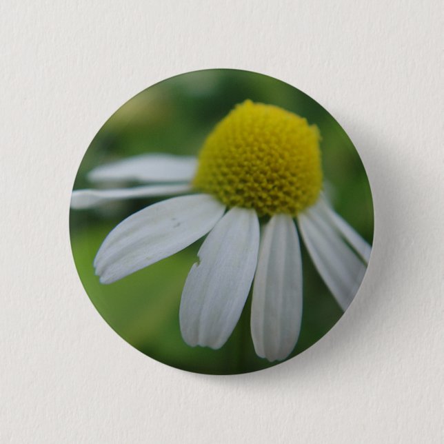 chamomile button (Front)