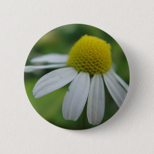 chamomile button