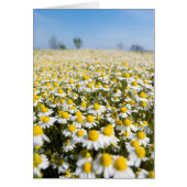 Chamomile Field, Hungary (Front)