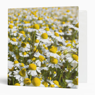 Chamomile Field, Hungary Binder