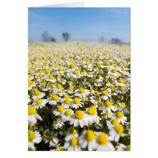 Chamomile Field, Hungary Cards (Front)
