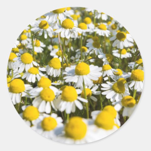 Chamomile Field Hungary Classic Round Sticker