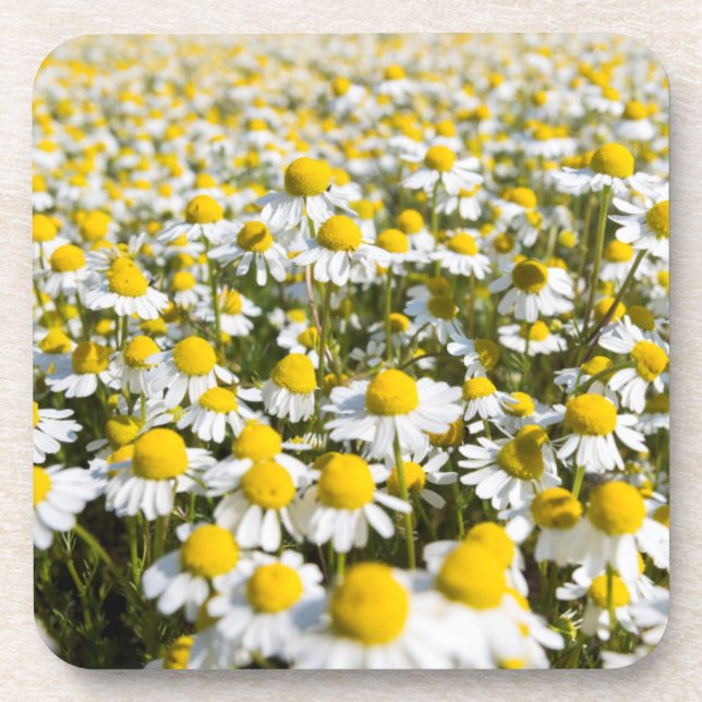 Chamomile Field, Hungary Drink Coaster (Front)
