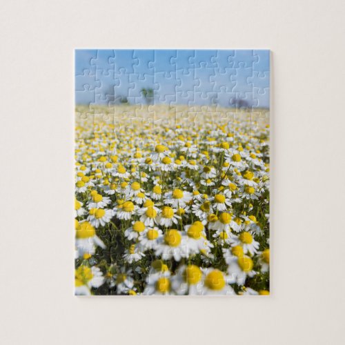 Chamomile Field Hungary Jigsaw Puzzle