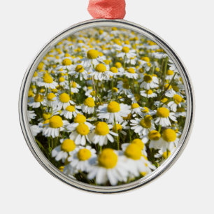 Chamomile Field, Hungary Metal Ornament