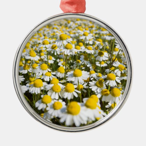 Chamomile Field Hungary Metal Ornament