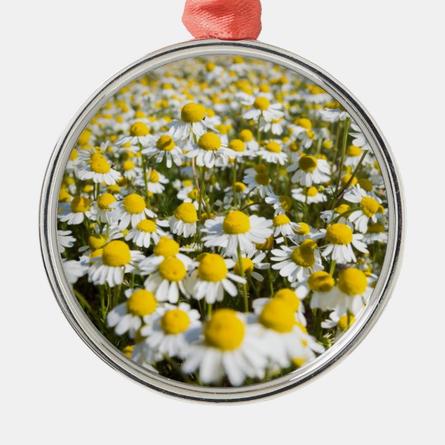 Chamomile Field, Hungary Metal Ornament (Front)