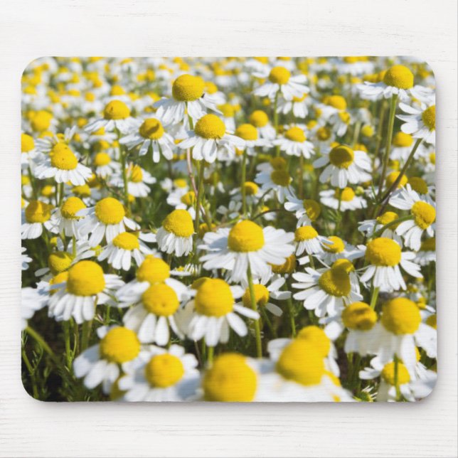 Chamomile Field, Hungary Mouse Pad (Front)