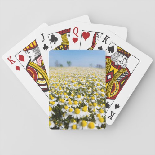 Chamomile Field Hungary Poker Cards