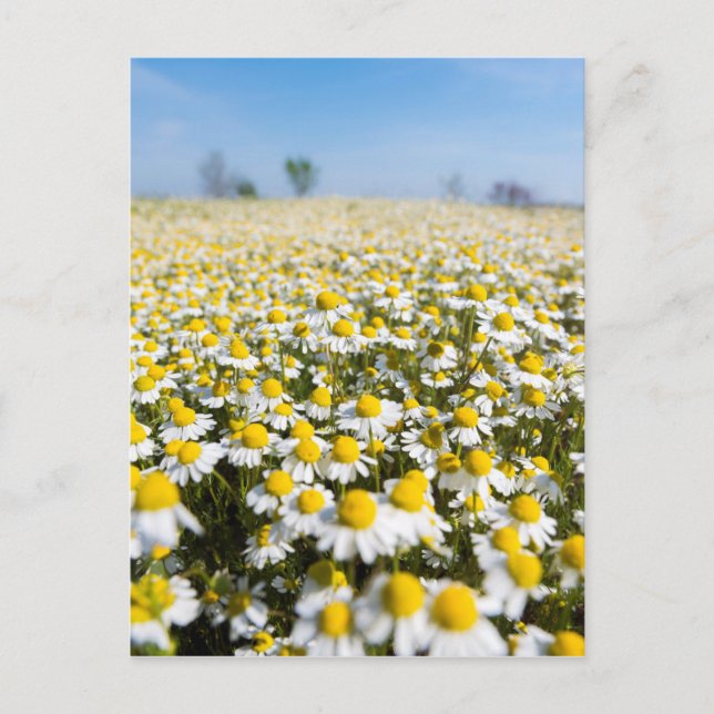 Chamomile Field, Hungary Postcard (Front)