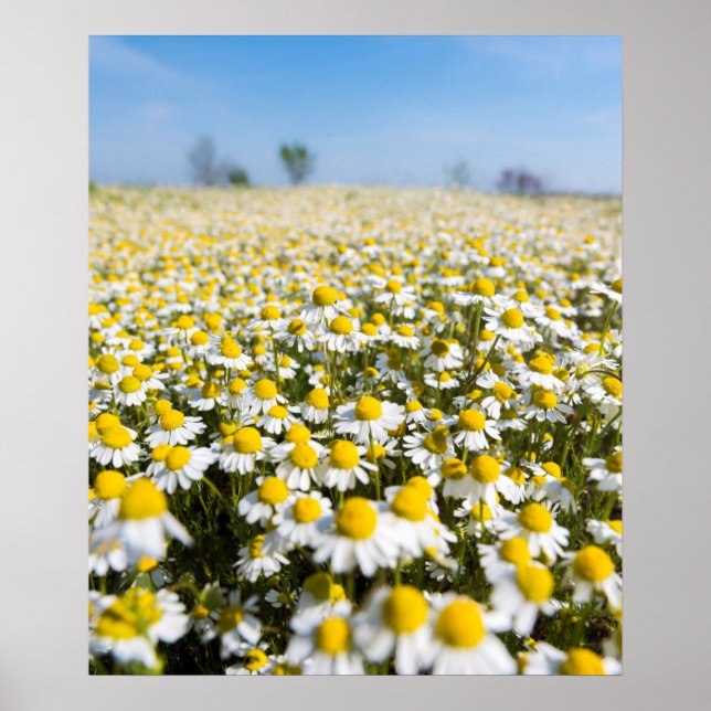 Chamomile Field, Hungary Poster (Front)
