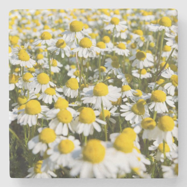 Chamomile Field, Hungary Stone Coaster (Front)