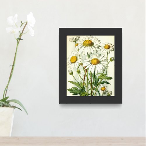 Chamomile flower botanical illustration poster