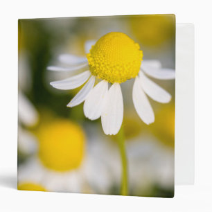 Chamomile flower close-up, Hungary 3 Ring Binder