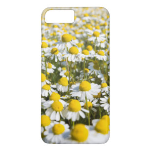 Chamomile flower close-up, Hungary iPhone 8 Plus/7 Plus Case
